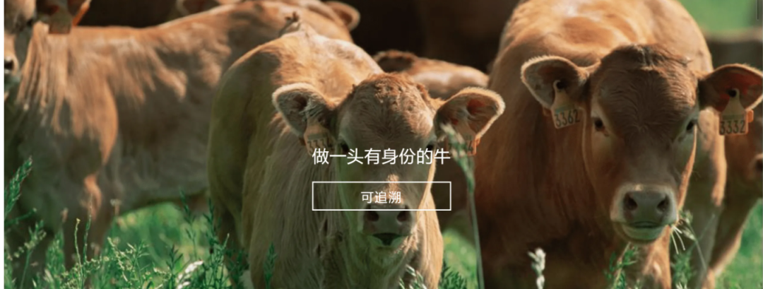 乐鱼官方端网站登录入口-乐鱼leyu（中国）
参与制定《牛肉追溯技术规程》国家标准 助力牛肉产品“从产地到餐桌”追溯管理上行快车道